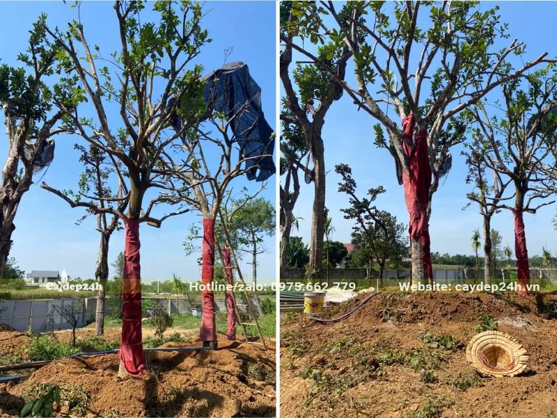 Cây Bưởi cổ thụ dâm ủ, thân được cuốn lưới, bao tải giữ ẩm