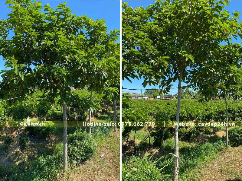 Vườn cây Chay công trình đường kính gốc 5cm