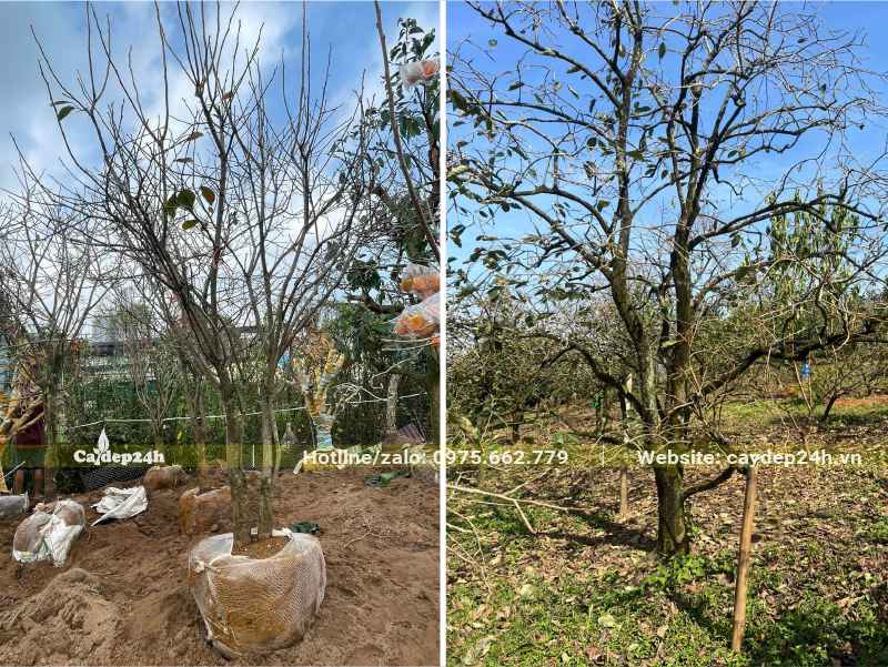 Bứng bầu cây Hồng Ngâm cổ thụ đường kính gốc 15 - 18cm