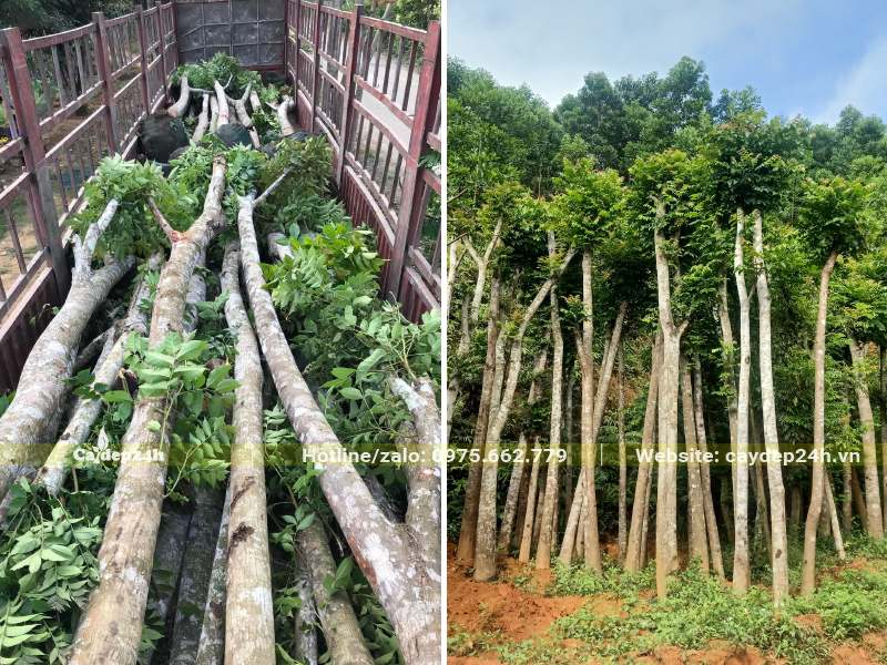 Chuẩn cây Lát Hoa từ nhà vườn lên xe rơ-mooc để chuyển cho khách