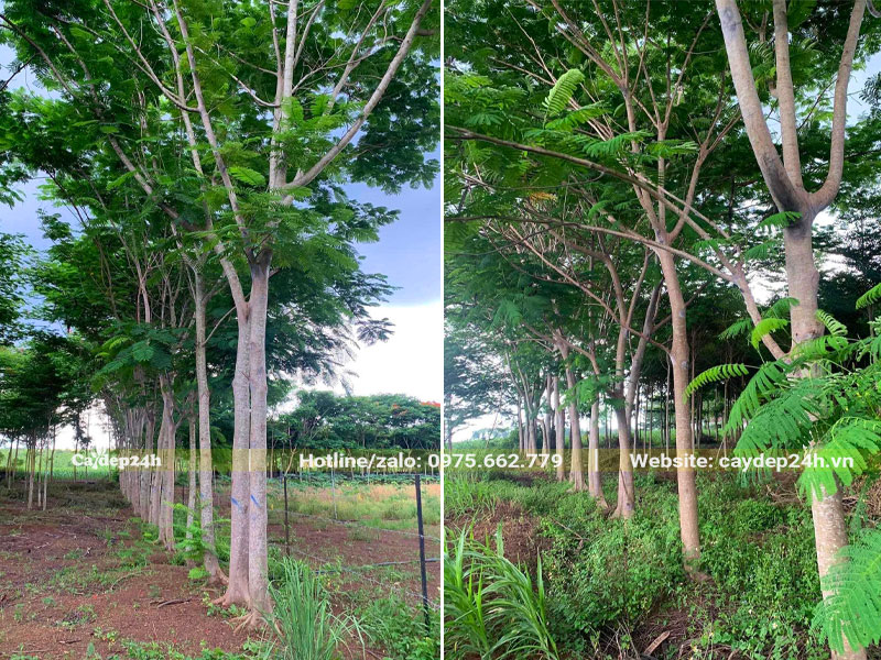 Cây hoa Phượng Vĩ công trình bứng thẳng tại vườn