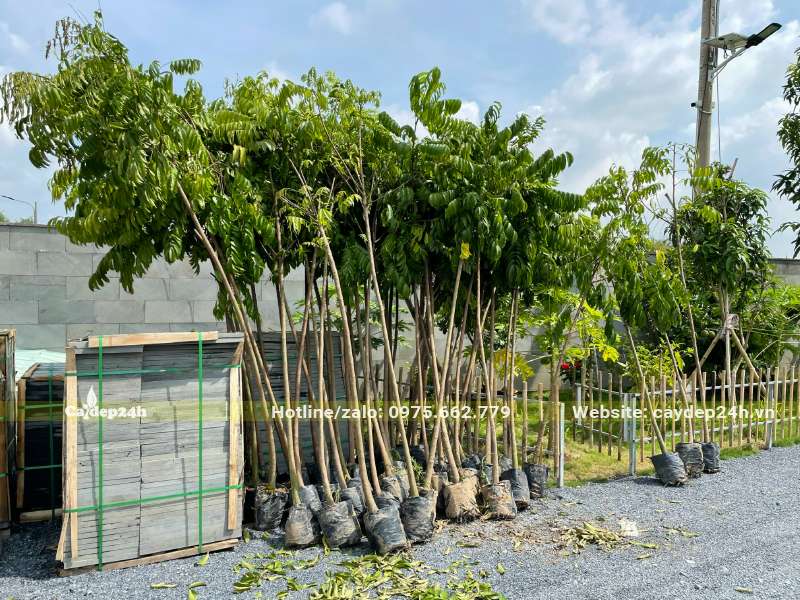 Hàng chục cây Sấu đường kính gốc 4 - 5cm đang vỡ tán