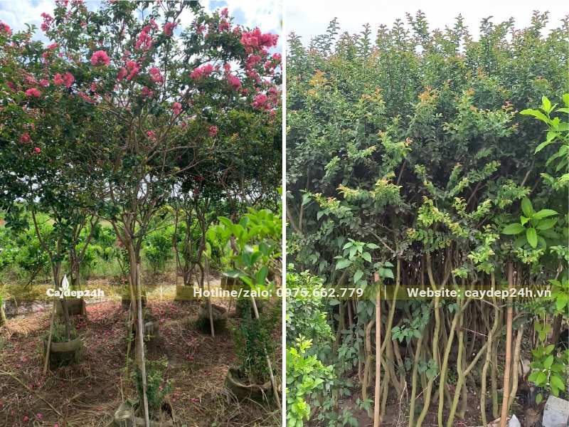 Mua cây Tường Vi đã dâm ủ, cây trưởng thành, đã cho hoa đẹp