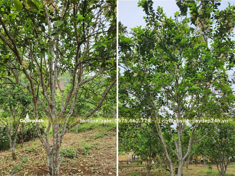 Vườn cây Bưởi lâu năm, đường kính gốc 18cm, chiều cao 4 - 5m