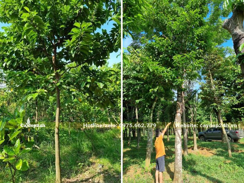 Đo kích thước cây Chay công trình tại vườn để tính giá