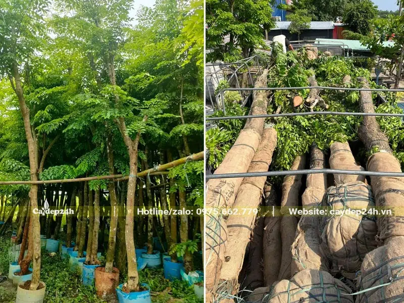 Vườn cây  Giáng Hương công trình đã dâm ủ kỹ chuẩn bị xuất vườn giao cho khách hàng