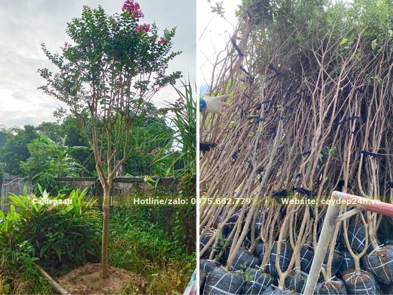 Cây hoa tường vi hồng trưởng thành đã bứng bầu và cây đã dâm ủ