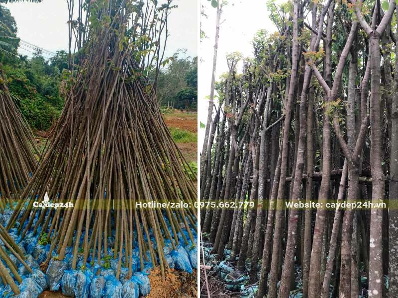 Tại nhà vườn có sẵn mọi kích thước cây Lát Hoa công trình