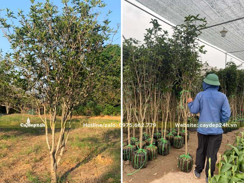 Công nhân sắp xếp cây mộc hương mới bứng vào khu vực có mái che