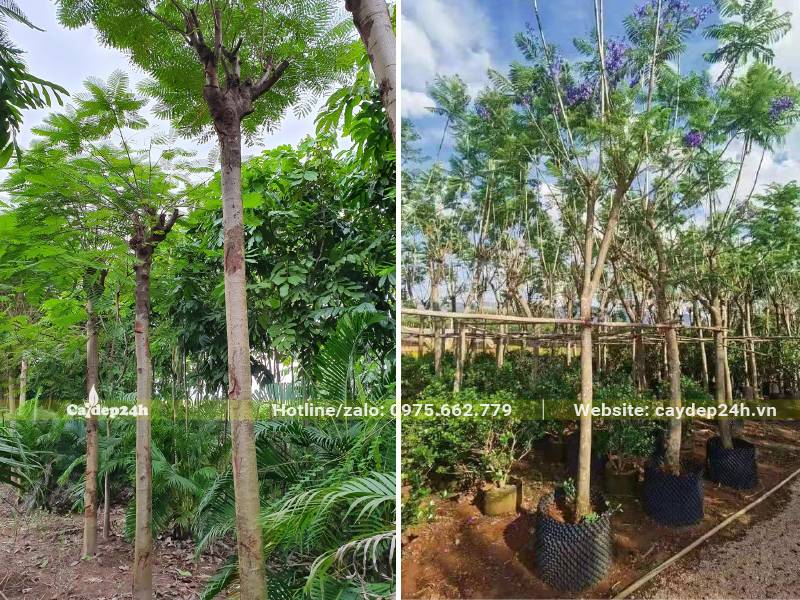 Cây Phượng Tím đẹp, đã dâm ủ, đường kính gốc 5 - 10cm
