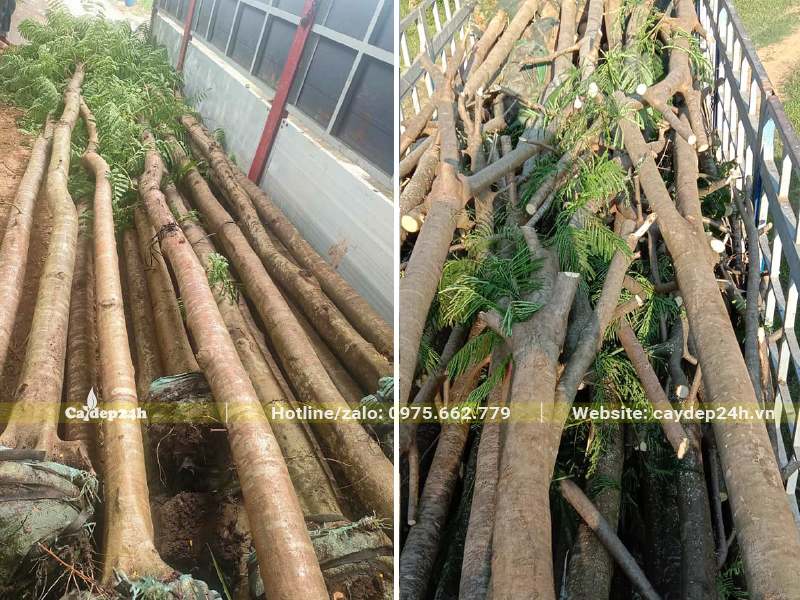 Cây hoa Phượng Vĩ đã tỉa tay cành, dâm ủ lâu năm