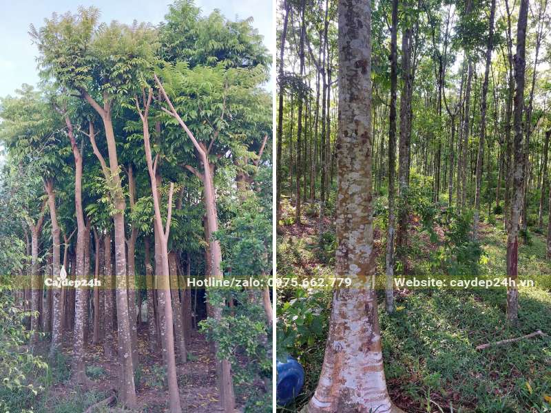 Mua cây Sấu công trình tại vườn dâm ủ và tại vườn trồng