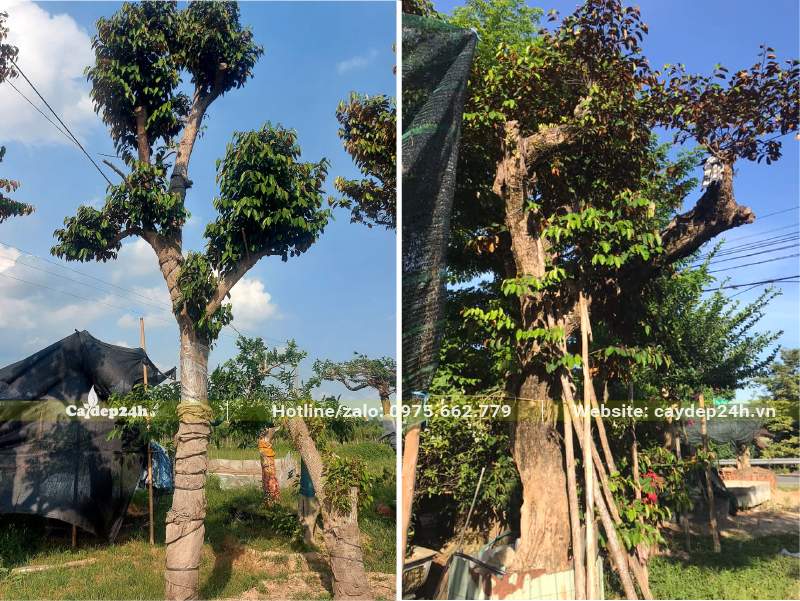 Mua cây Vú Sữa lâu năm, kích thước lớn, đường kính gốc từ 20 - 30cm