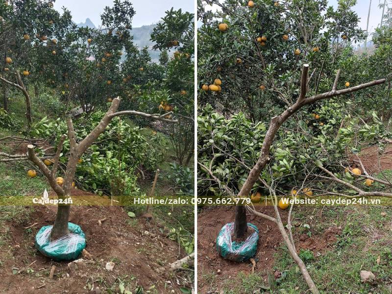 Bứng bầu và tỉa tay cành cây Bưởi tại vườn