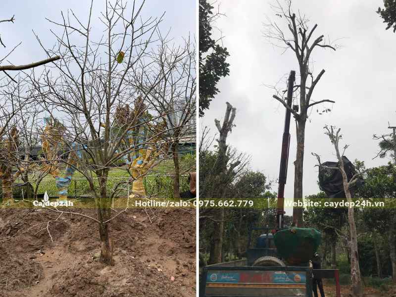 Cẩu cây Hồng Ngâm lên xe, kích thước cây lớn với chiều cao từ 4 - 5m