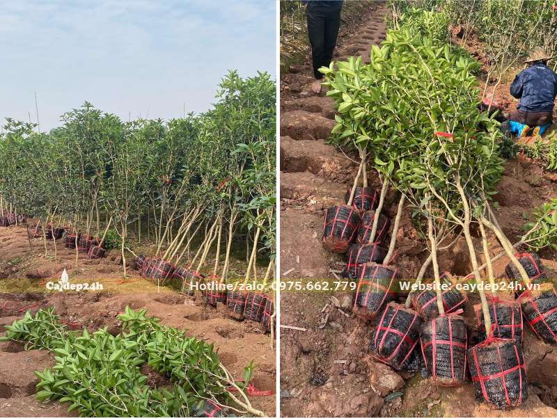 Bứng nóng cây Mộc Hương chiều cao gần 2m, đường kính thân 1 - 2cm