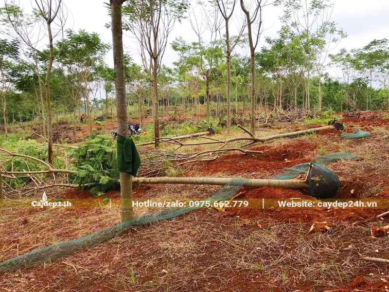 Bứng nóng và thi công trồng cây Phượng Vĩ đường kính gốc 15 - 18cm