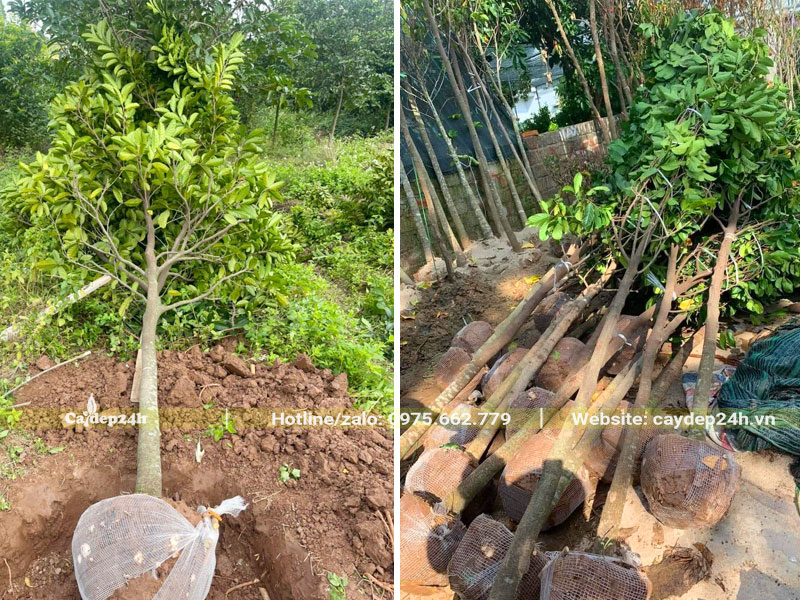 Bứng và bó bầu cây Chay bằng lưới tự tiêu
