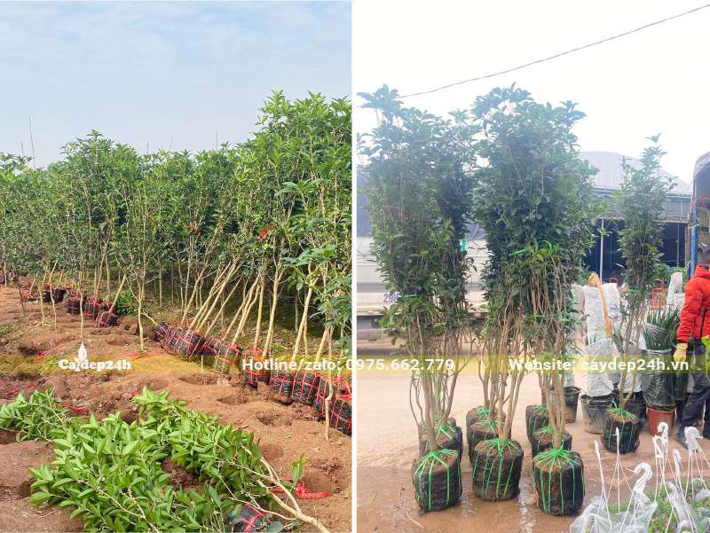 Bứng nóng và bọc bầu cây Mộc Hương cao 2 - 2.5m