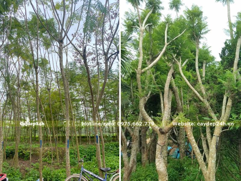 Hai khu vườn trồng và dâm ủ cây Phượng Tím