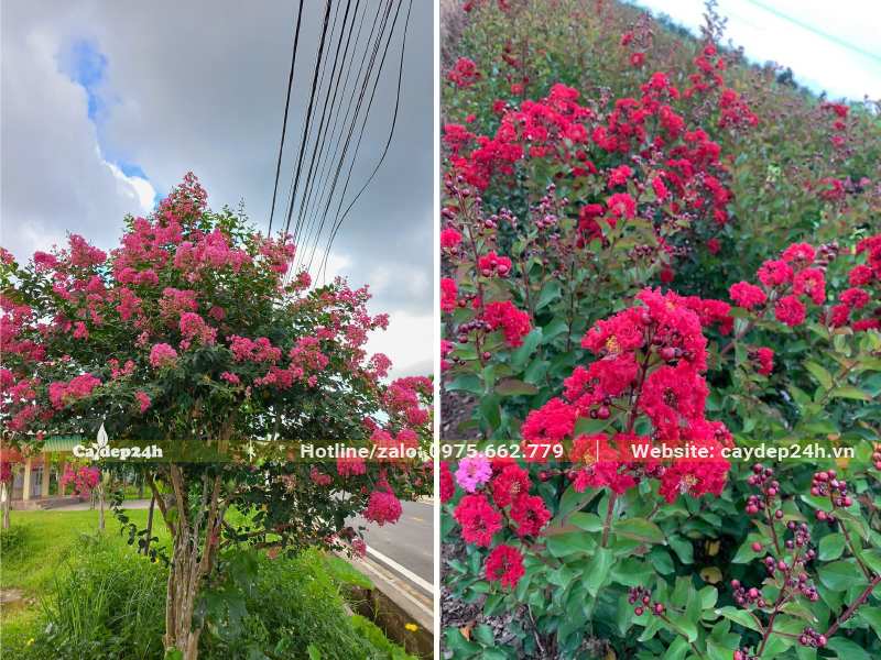 Tường Vi hoa màu hồng và hoa màu đỏ