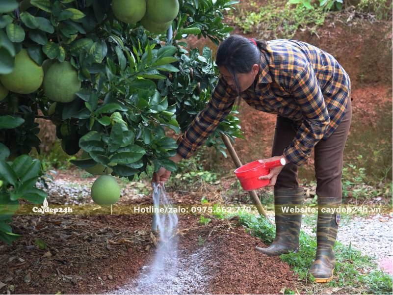 Bón phân cho cây Bưởi trong thời kỳ nuôi quả