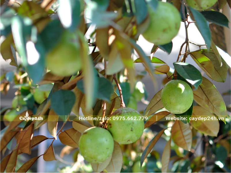 Cành Vú Sữa sai trĩu quả