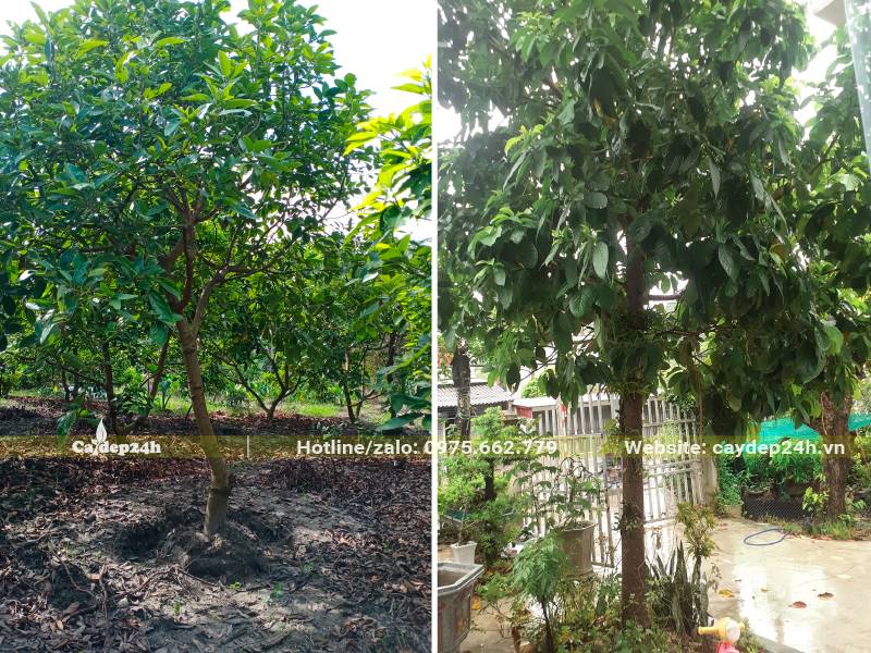 Bơ lâu năm mới bứng bầu và cây trồng trong góc vườn nhà