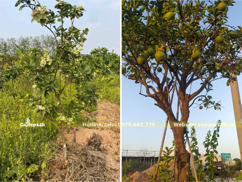 Vườn bưởi mới trồng 2 - 3 năm và cây bưởi chua đã trồng 10 năm