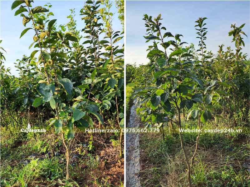 Vườn chuyên canh cây Hồng Ngâm gần 2 năm tuổi