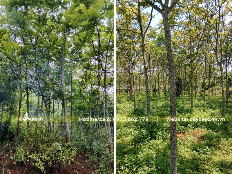 Vườn trồng cây Lát Hoa lâu năm đk thân từ 5 - 8cm đo cách gốc 1m