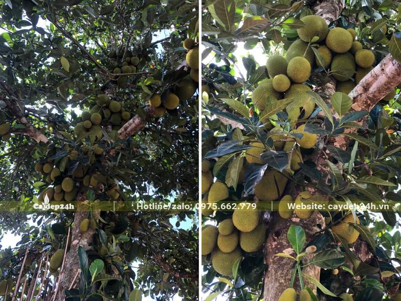 Cây Mít đang ra cả trăm quả, sai trĩu thân cành