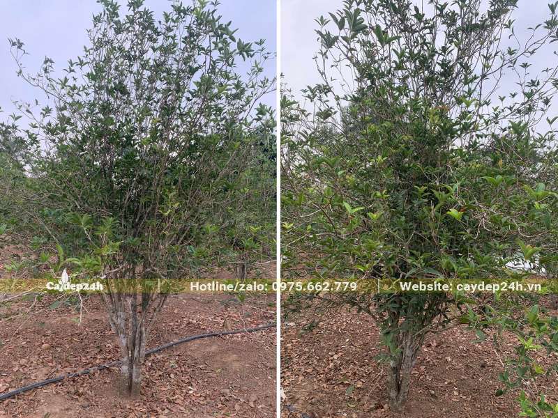 Vườn cây Mộc Ta lâu năm, cây cao khoảng 2 - 2,5m