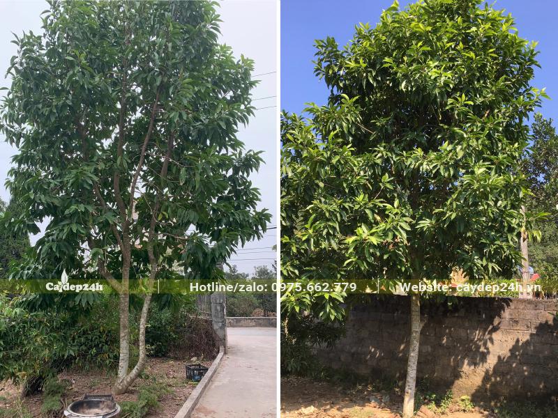 Cây Ngọc Lan lâu năm trồng trong sân vườn trước nhà