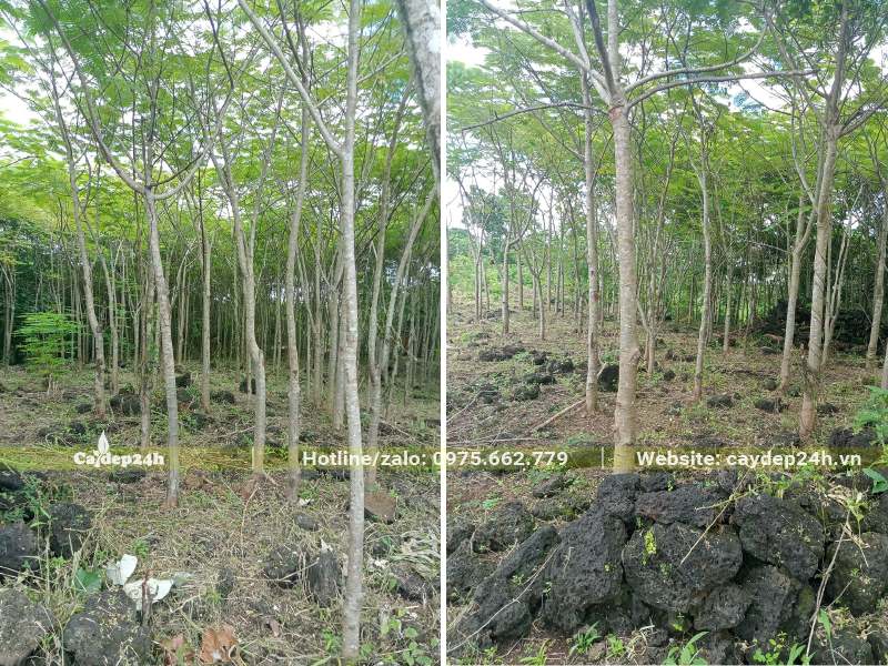 Cây Phượng sinh trưởng tốt trên cả đất đồi, đất sỏi đá