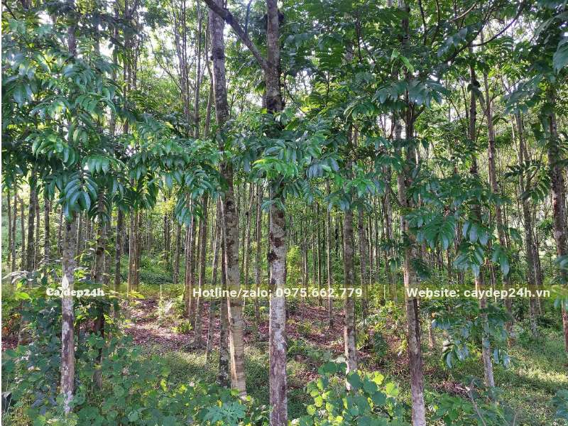 Rừng Sấu công trình đã trồng nhiều năm, cây cao 5 - 6m