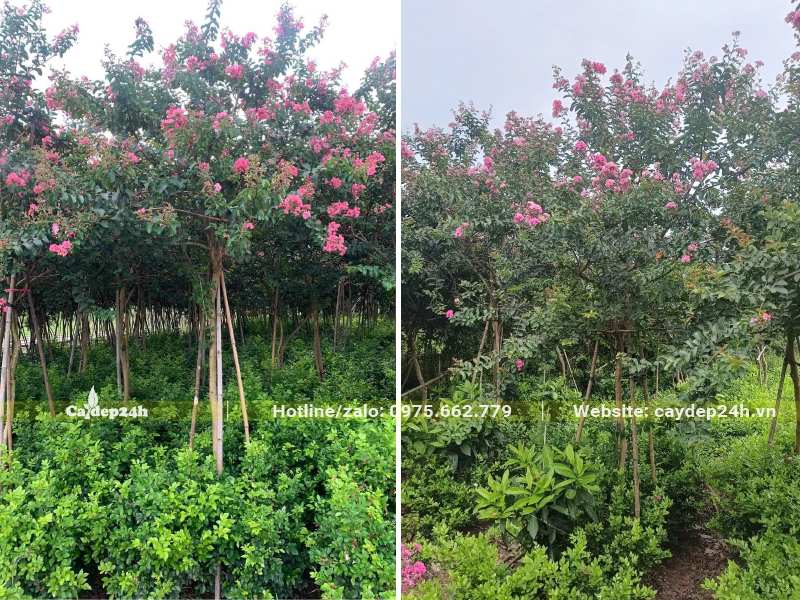 Vườn cây hoa Tường vi trồng xen với các cây trồng viền thấp