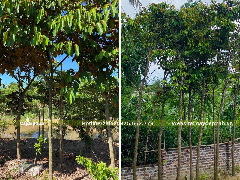 Những hàng cây Vú Sữa kích thước nhỏ có bộ tán xanh tươi tốt