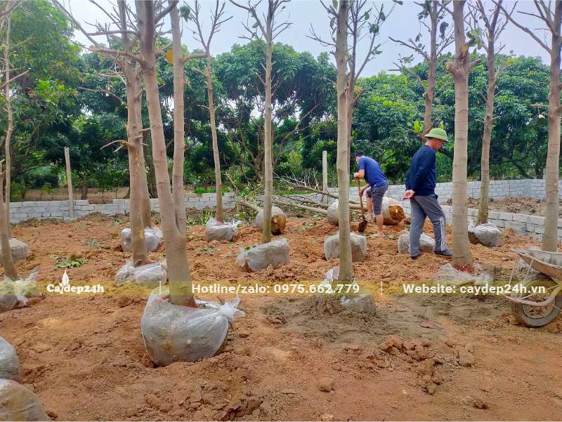 Dâm ủ số lượng lớn cây Mít lâu năm đường kính 15 - 20cm, đã tỉa tay cành