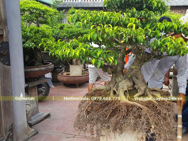Bộ rễ của cây Sanh bonsai được phơi bên ngoài vài tiếng trước khi trồng lại vào chậu