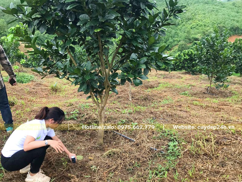 Kỹ sư nông - lâm đang đo độ ẩm đất bằng thiết bị chuyên dụng