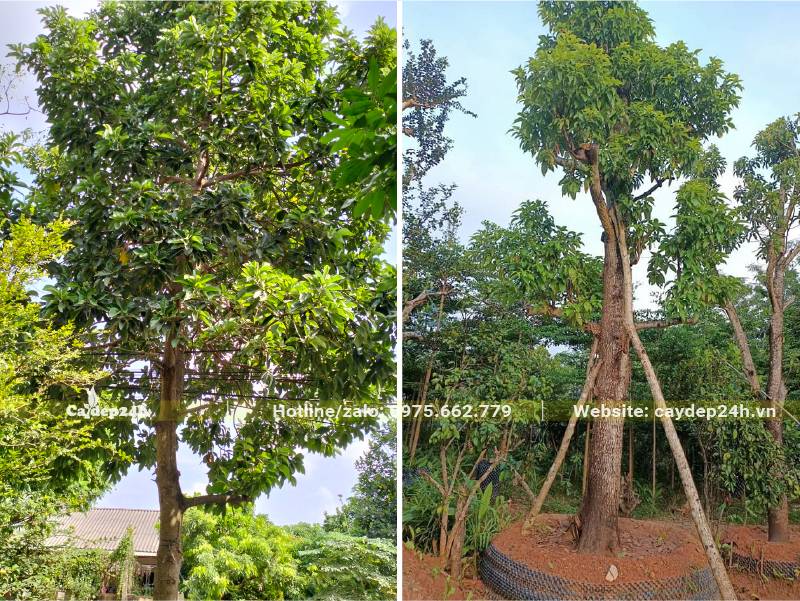 Trồng và chống cây Bơ công trình, dưỡng ủ trong bầu nổi