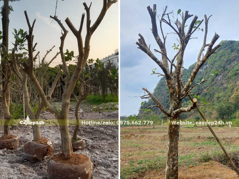 Trồng cây Bưởi lâu năm đường kính gốc từ 12 - 20cm, đã tỉa bỏ tay cành