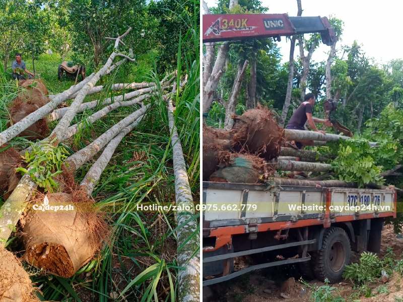 Cẩu cây Lát Hoa lên xe tải nhỏ trở tới từng hố trồng