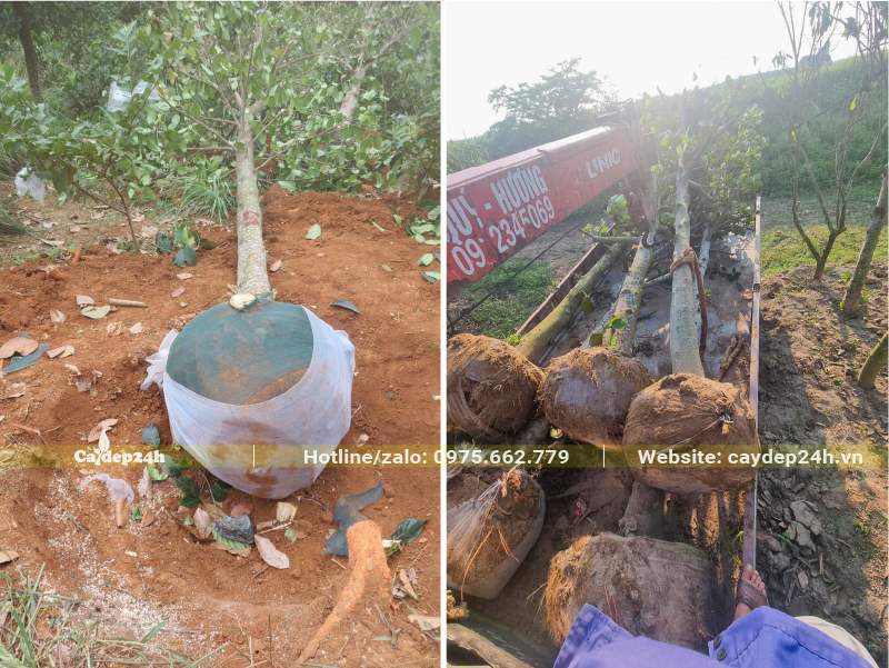 Trồng cây Mít lâu năm, đường kính gốc 40 - 60cm