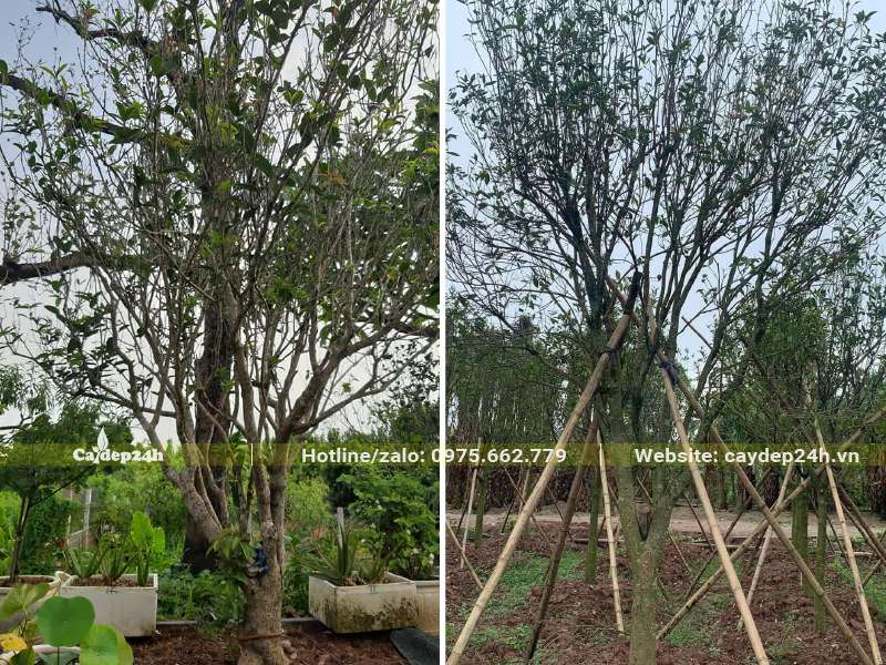 Trồng cây hoa Mộc Hương Tàu cổ thụ, chiều cao khoảng 3 - 3.5m