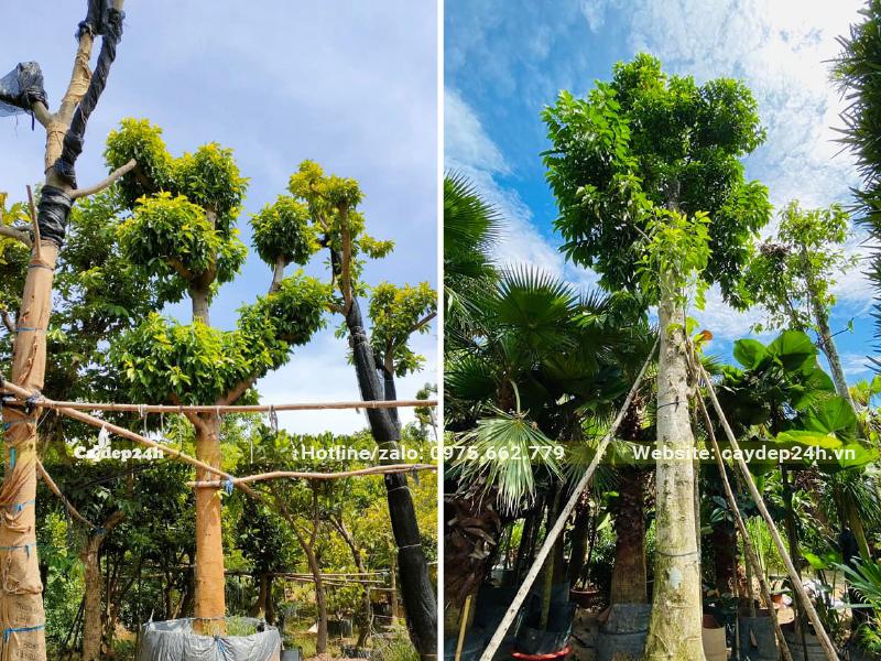 Cây Ngọc Lan cổ thụ dâm ủ được dựng cọc chống chắc chắn