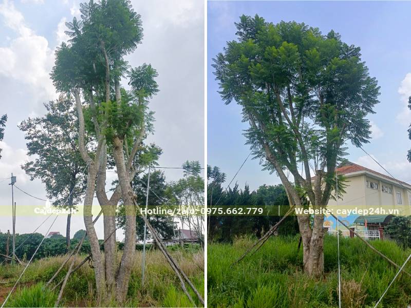 Cây Phượng Tím 3 thân trồng được hơn 1 tháng