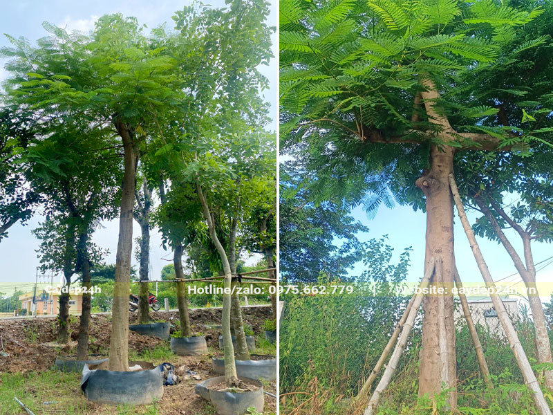 Cây Phượng Vĩ hoa đỏ dâm ủ ỹ, đường kính gốc 25 - 35cm