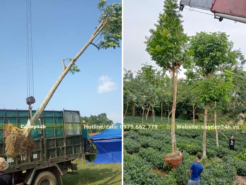 Sấu công trình cao hơn 5m đang được cẩu lên xe